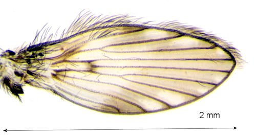 Clytocerus ocellaris wing