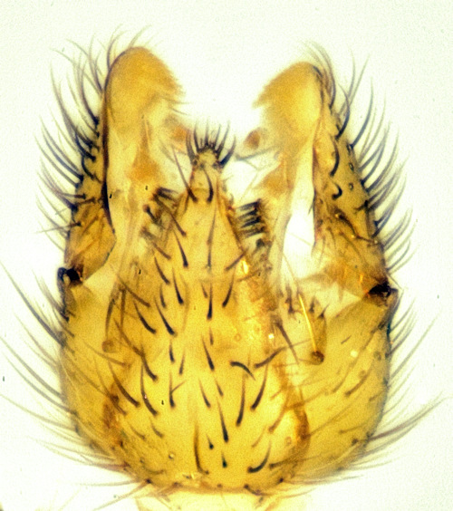 Coelosia tenella dorsal
