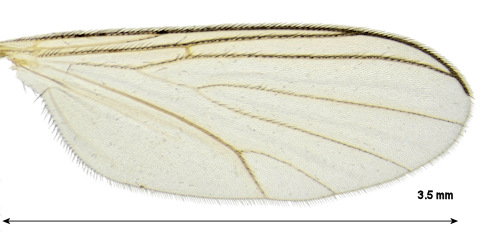 Coelosia tenella wing