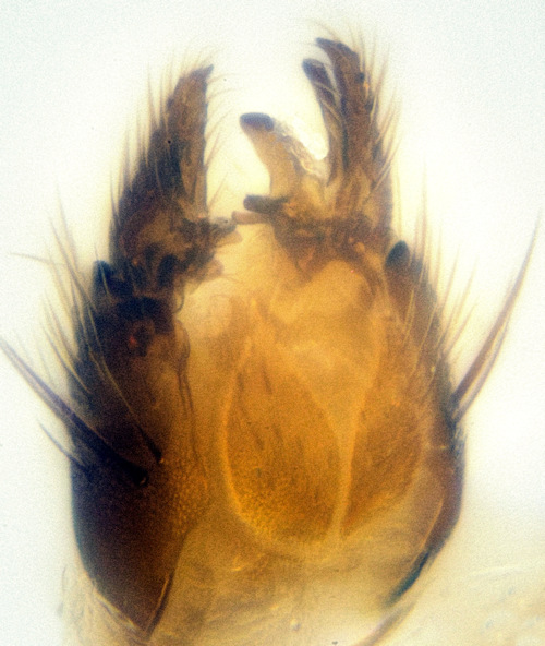 Cordyla brevicornis dorsal