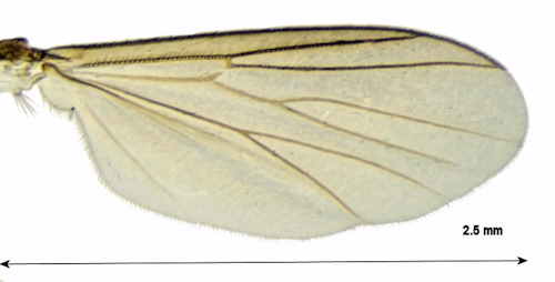 Cordyla brevicornis wing