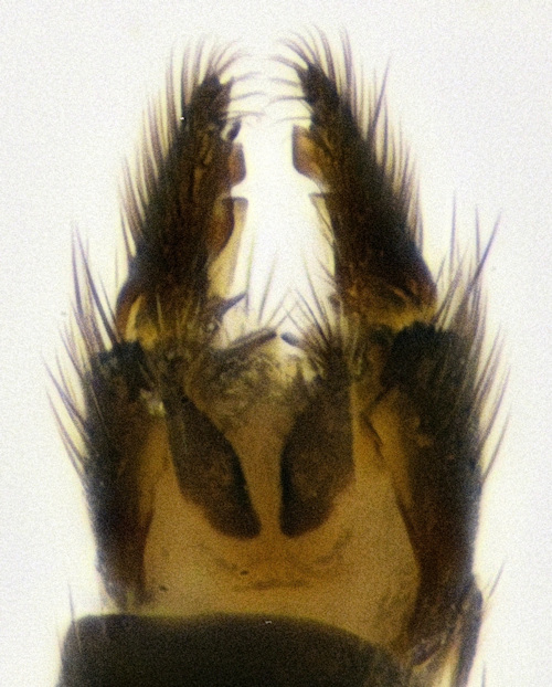 Cordyla crassicornis dorsal