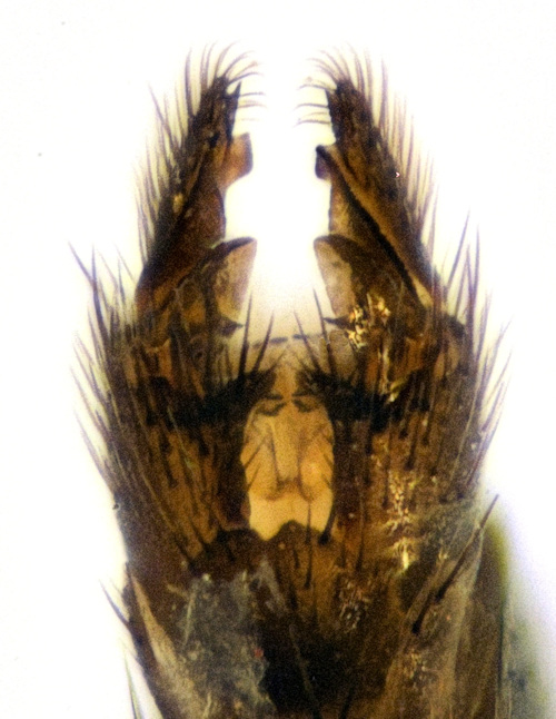 Cordyla crassicornis ventral