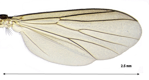 Cordyla crassicornis wing