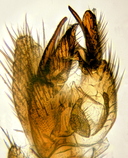 Cordyla fasciata dorsal