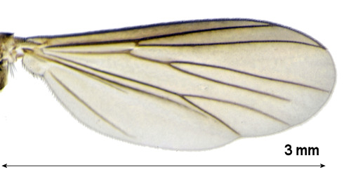Cordyla fasciata wing
