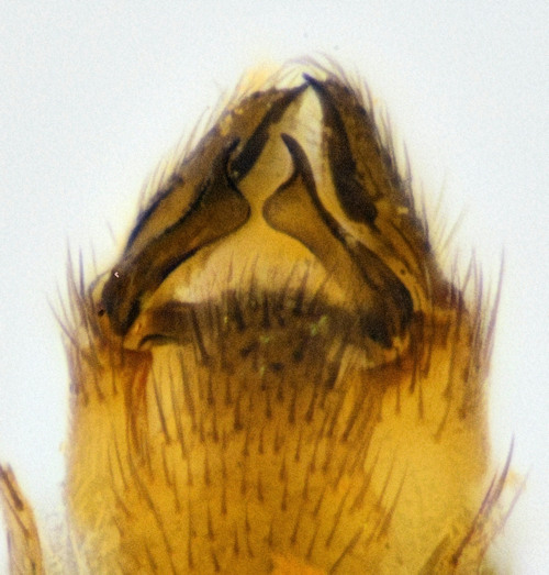 Cordyla insons ventral