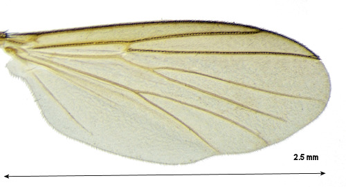 Cordyla insons wing