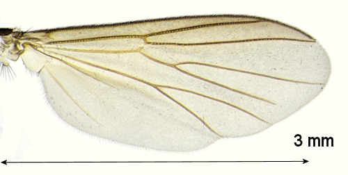 Cordyla murina wing