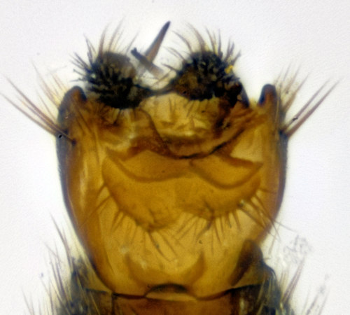 Cordyla parvipalpis dorsal