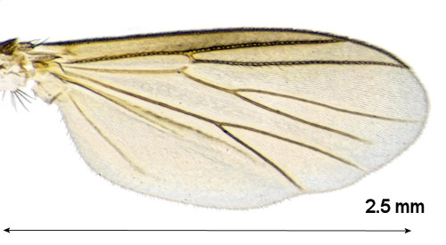 Cordyla parvipalpis wing