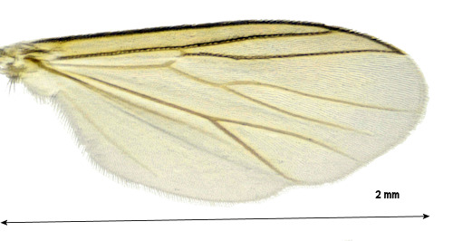 Cordyla pusilla wing