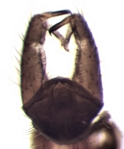 Crypteria limnophiloides