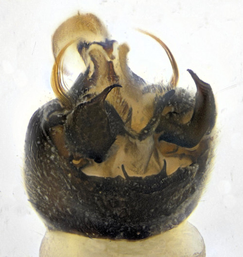 Ctenophora guttata dorsal