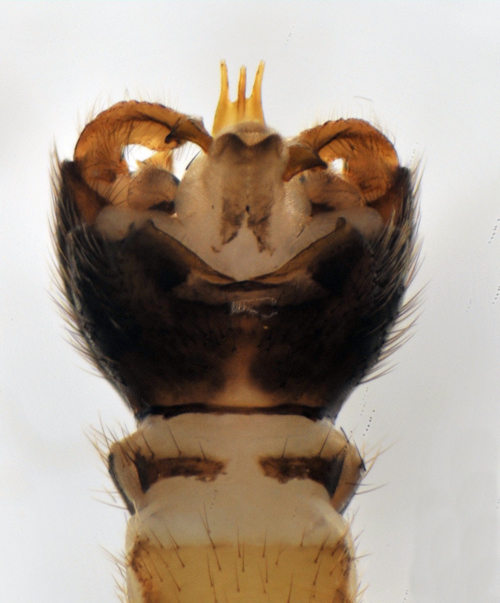 Cylindrotoma distinctissima male dorsal
