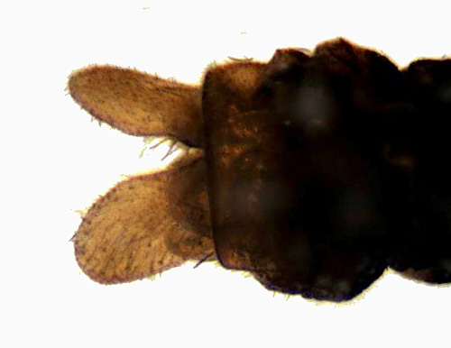 Cyrnus flavidus male dorsal