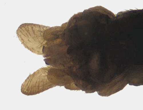 Cyrnus flavidus male ventral