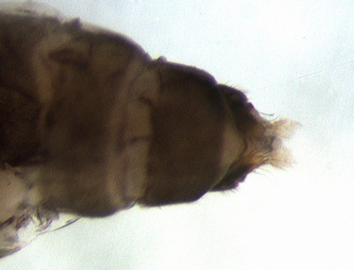 Cyrnus insolutus female ventral