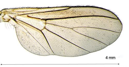 Diadocidia ferruginosa wing