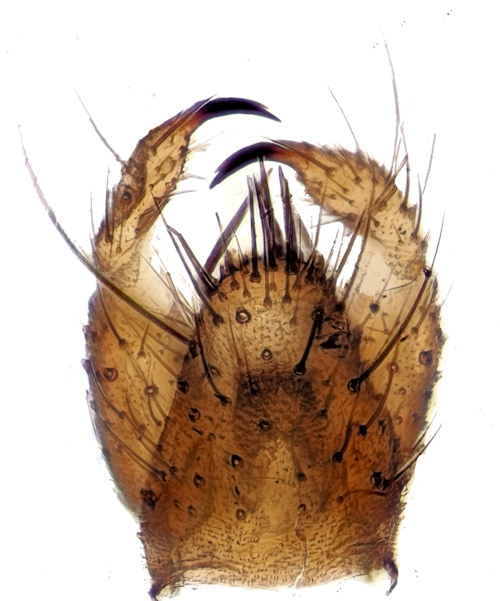 Diadocidia spinosula dorsalis