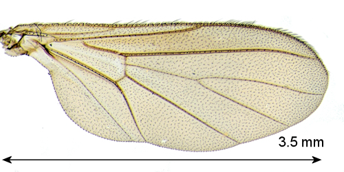 Diadocidia spinosula wing