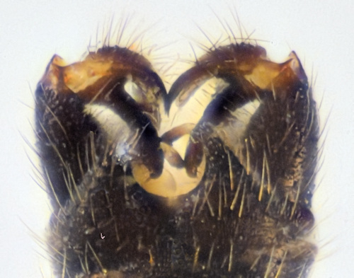 Dicranomyia caledonica dorsal
