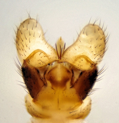 Dicranomyia didyma dorsal