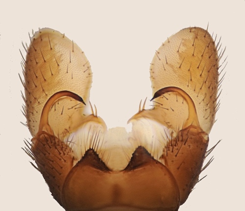 Dicranomyia distendens dorsal