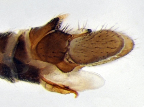 Dicranomyia distendens laterla