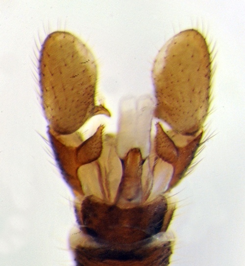 Dicranomyia distendens ventral