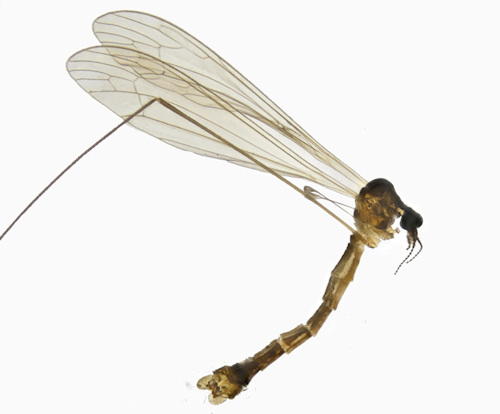 Dicranomyia halterella