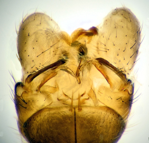 Dicranomyia halterella dorsal
