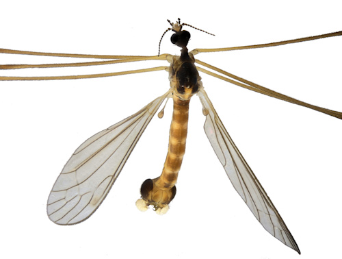 Dicranomyia magnicauda