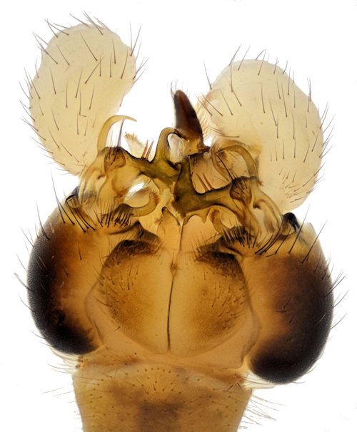 Dicranomyia magnicauda dorsal