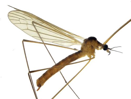 Dicranomyia magnicauda female