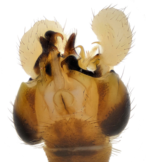 Dicranomyia magnicauda ventral