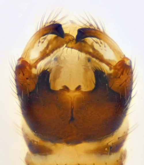 Dicranomyia occidua dorsal