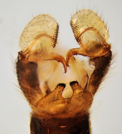 Dicranomyia patens dorsal