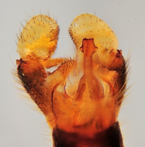 Dicranomyia patens ventral