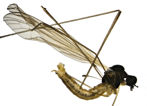 Dicranomyia rufiventris