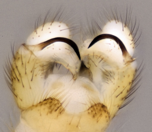 dicranomyia rufiventris dorsal