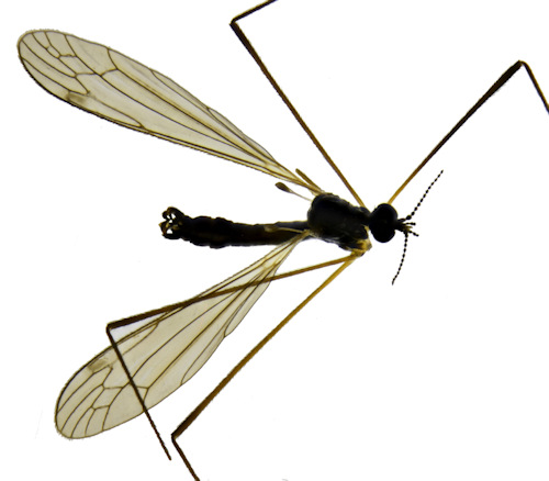 Dicranomyia stylifera