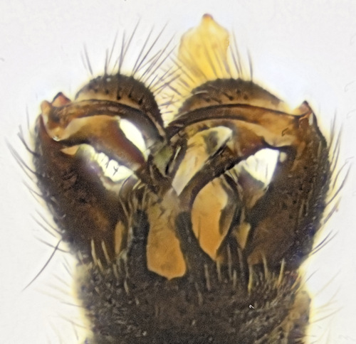 dicranomyia stylifera dorsal