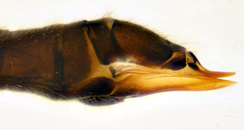 dicranomyia stylifera ovipositor