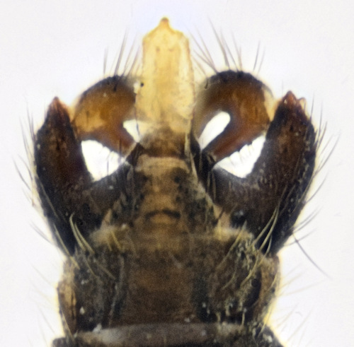 dicranomyia stylifera ventral