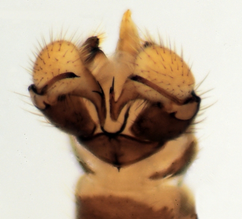 Dicranomyia tristis dorsal