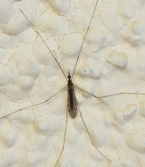 Dicranomyia vicina