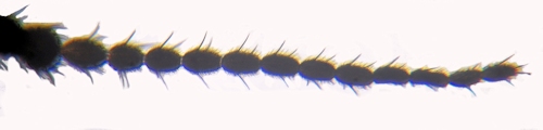 Dicranomyia vicina anetnna