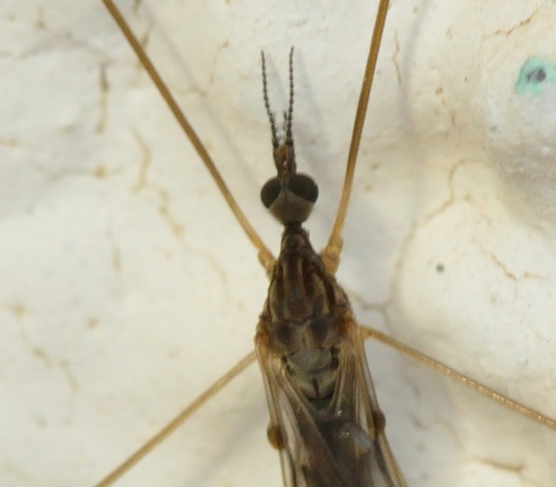 Dicranomyia vicinas head