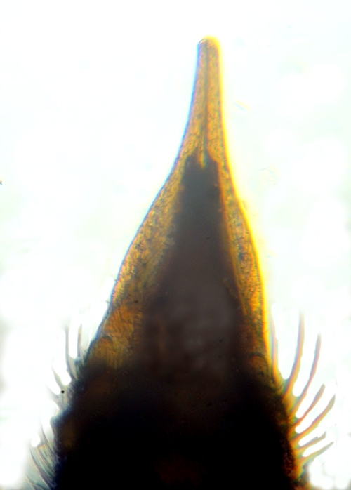 Dicranomyia vicina ovipositor